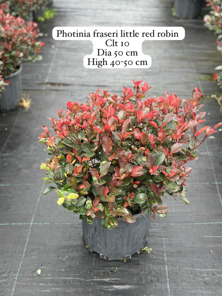 Photinia Fraseri Little Red Robin