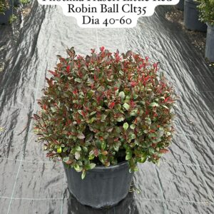 Photinia Fraseri Little Red Robin Ball