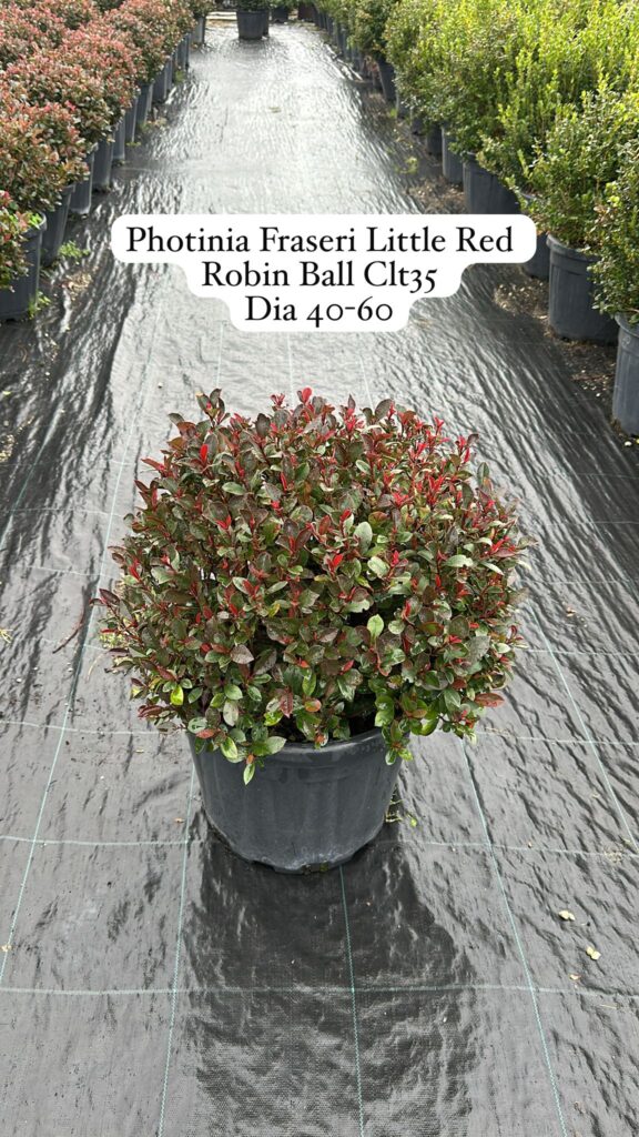 Photinia Fraseri Little Red Robin Ball