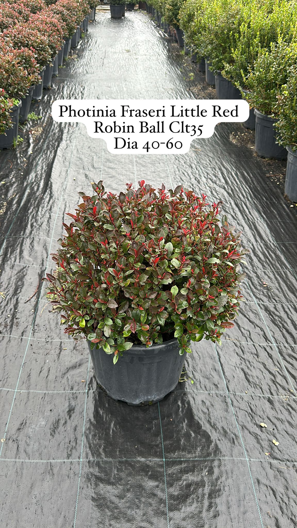 Photinia Fraseri Little Red Robin Ball