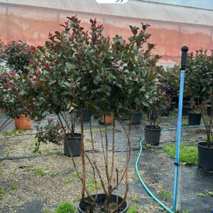 Photinia Fraseri Little Red Robin Mushroom