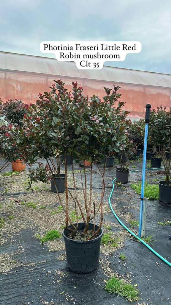Photinia Fraseri Little Red Robin Mushroom