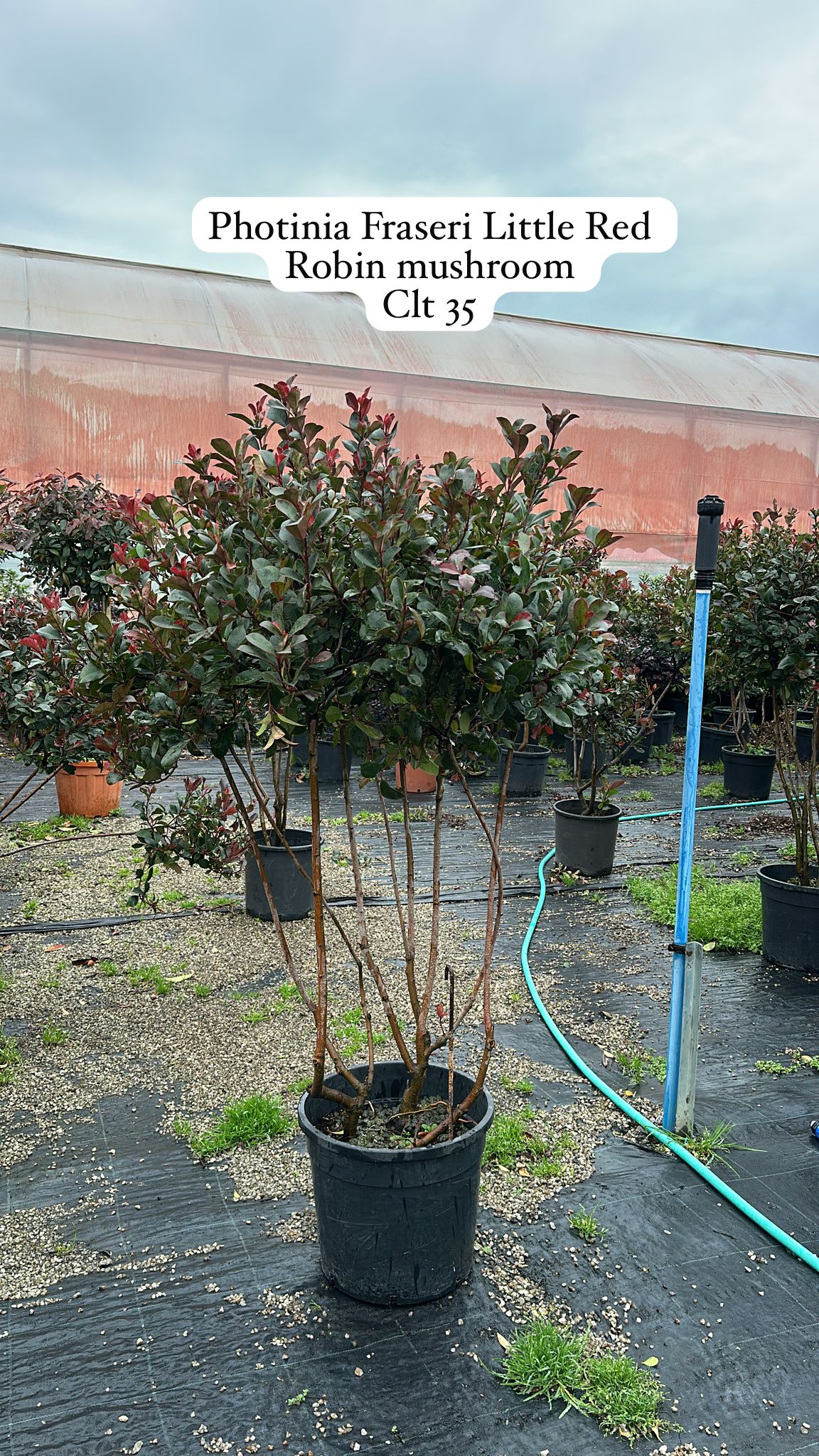 Photinia Fraseri Little Red Robin Mushroom