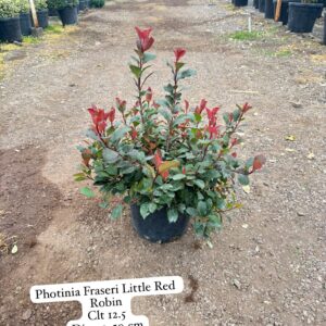 Photinia Fraseri Little Red Robin