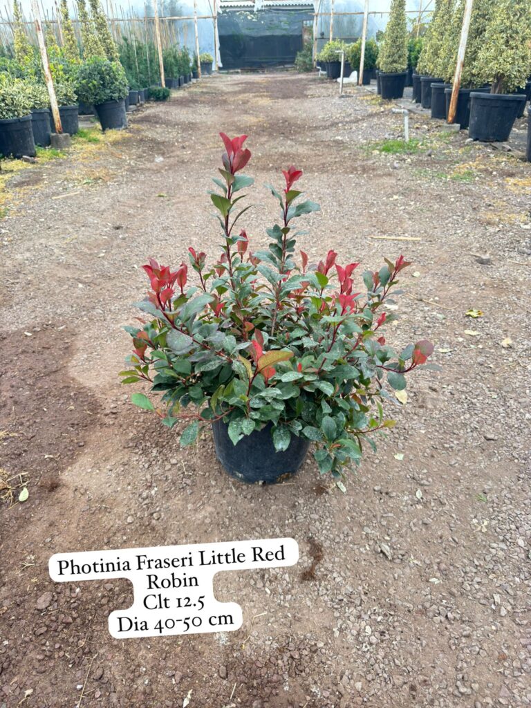 Photinia Fraseri Little Red Robin