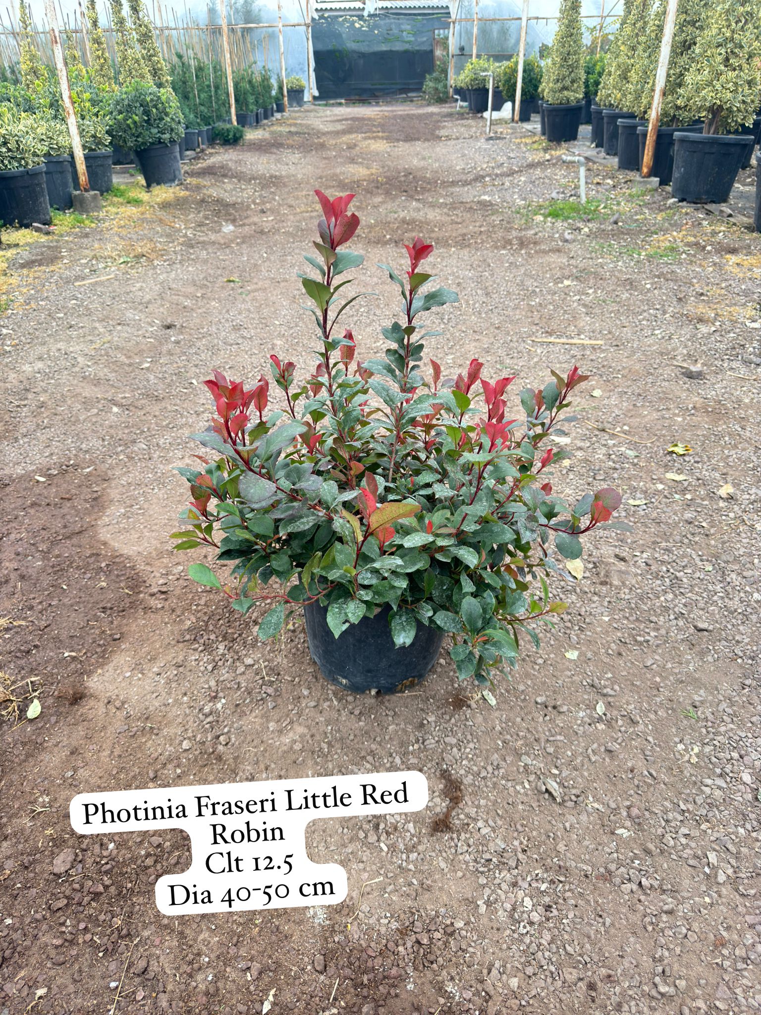 Photinia Fraseri Little Red Robin