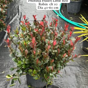 Photinia Fraseri Little Red Robin
