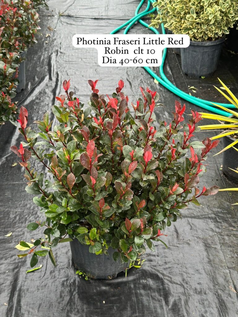 Photinia Fraseri Little Red Robin