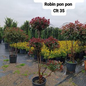 Photinia Fraseri Little Red Robin