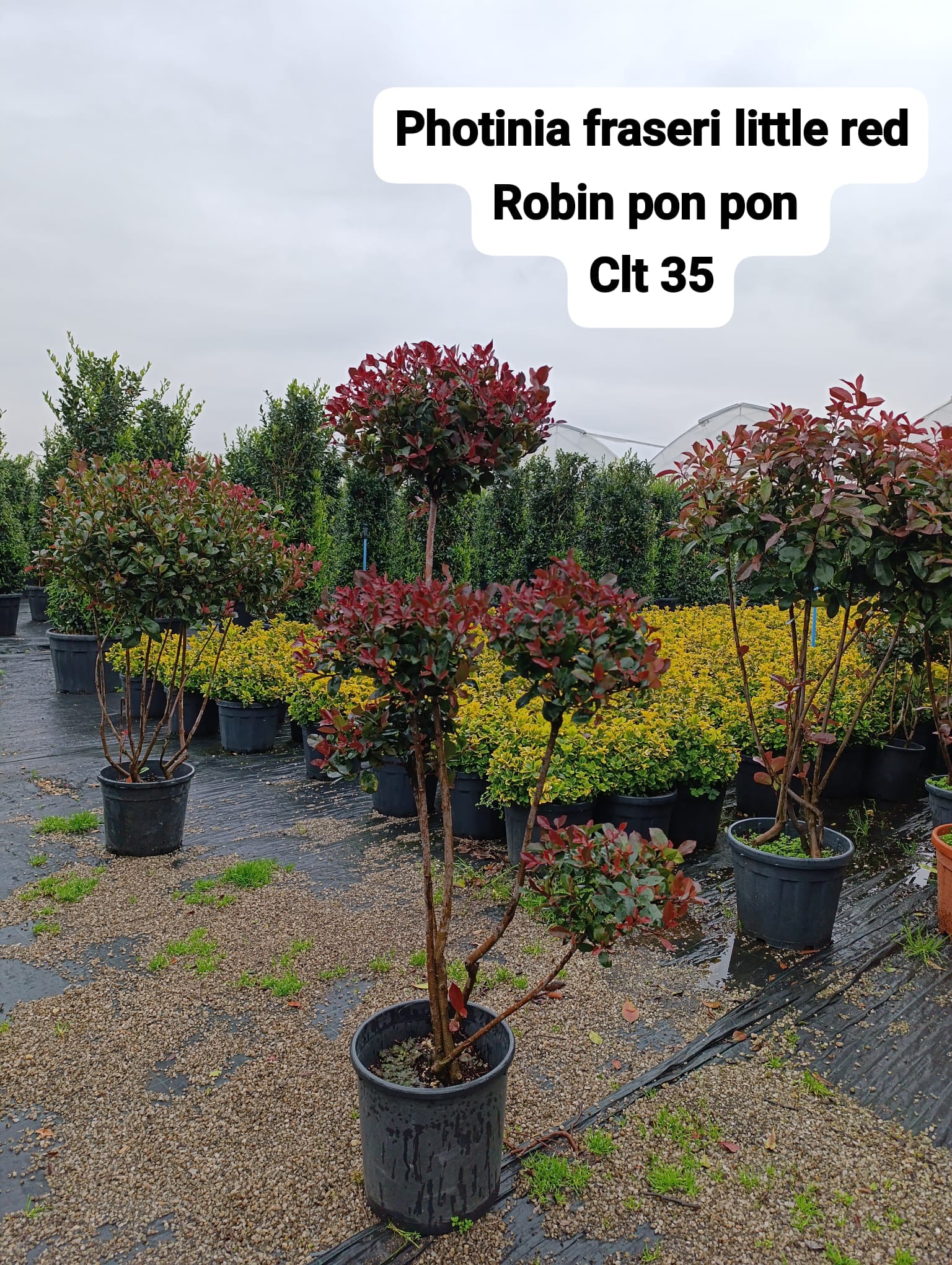 Photinia Fraseri Little Red Robin