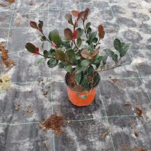 Photinia Fraseri Little Red Robin