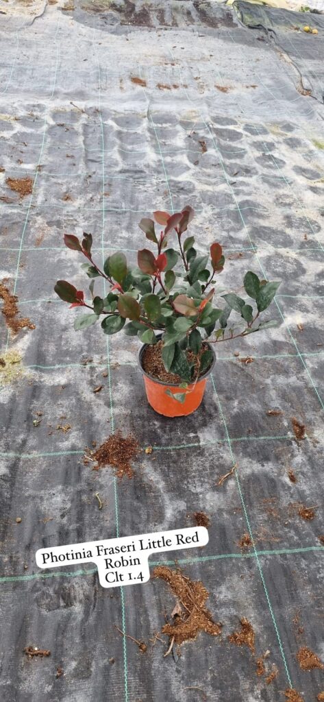 Photinia Fraseri Little Red Robin