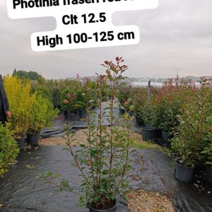 Photinia Fraseri Red Robin