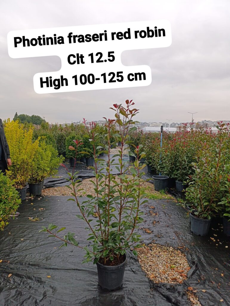 Photinia Fraseri Red Robin