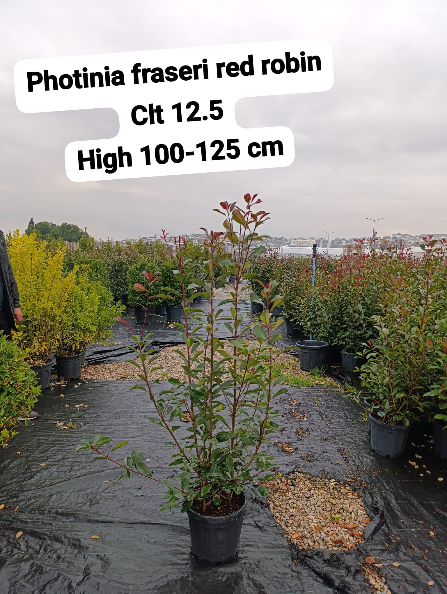 Photinia Fraseri Red Robin