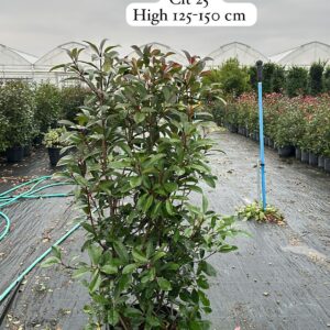 Photinia Fraseri Red Robin