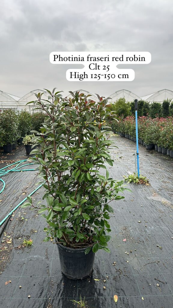 Photinia Fraseri Red Robin