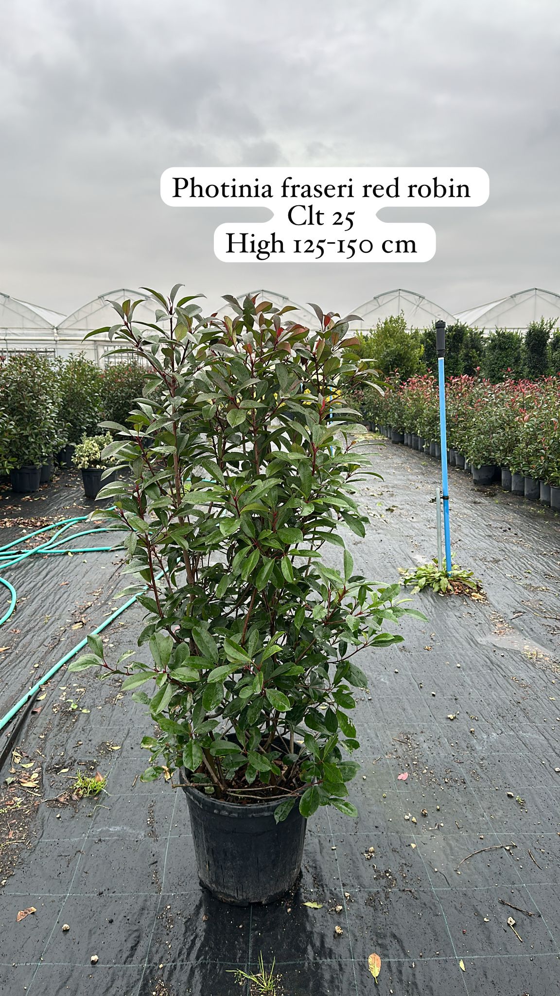 Photinia Fraseri Red Robin