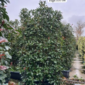 Photinia Fraseri Red Robin