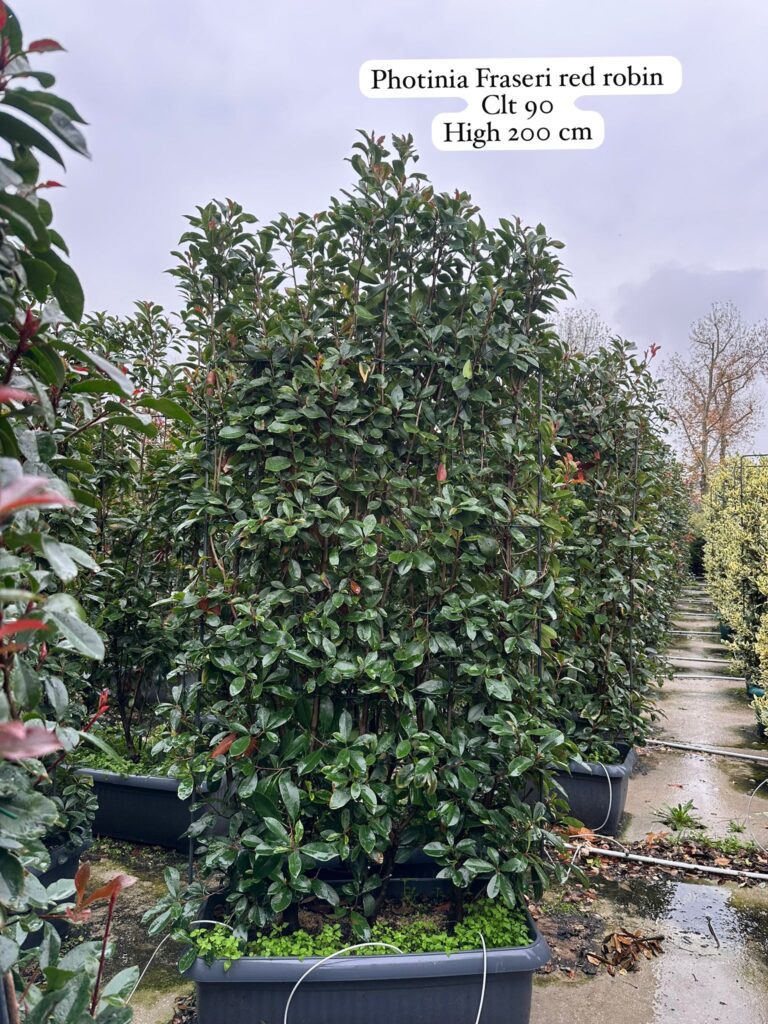 Photinia Fraseri Red Robin