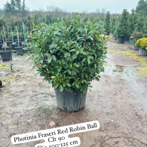 Photinia Fraseri Red Robin Ball