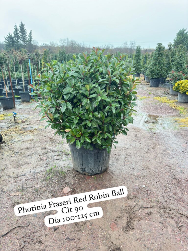 Photinia Fraseri Red Robin Ball