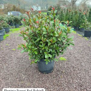 Photinia Fraseri Red Robin Ball