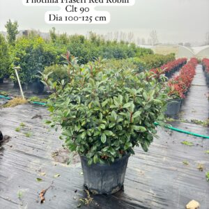 Photinia Fraseri Red Robin