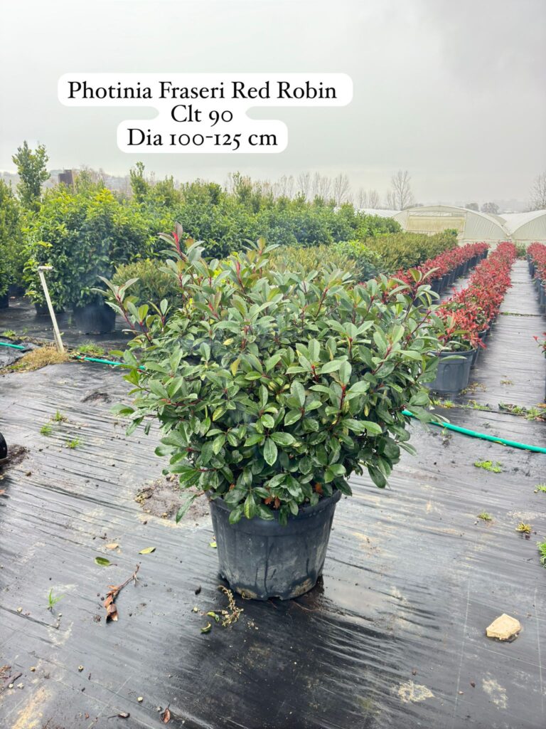 Photinia Fraseri Red Robin