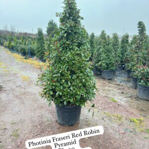 Photinia Fraseri Red Robin Pyramid