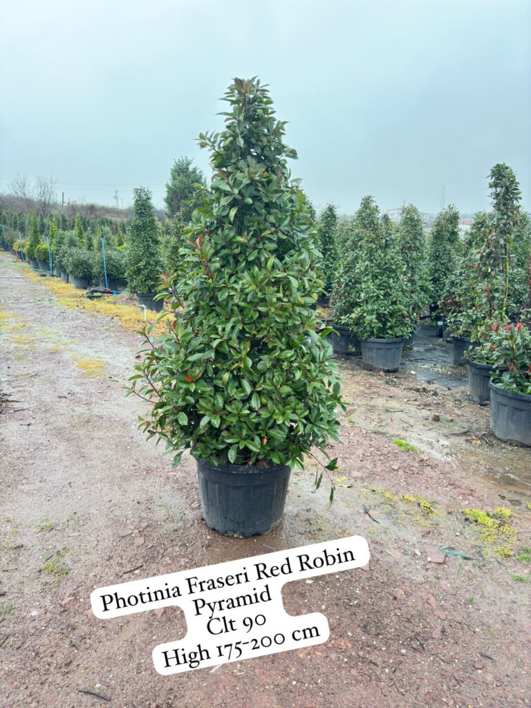 Photinia Fraseri Red Robin Pyramid
