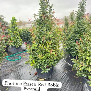 Photinia Fraseri Red Robin Pyramid