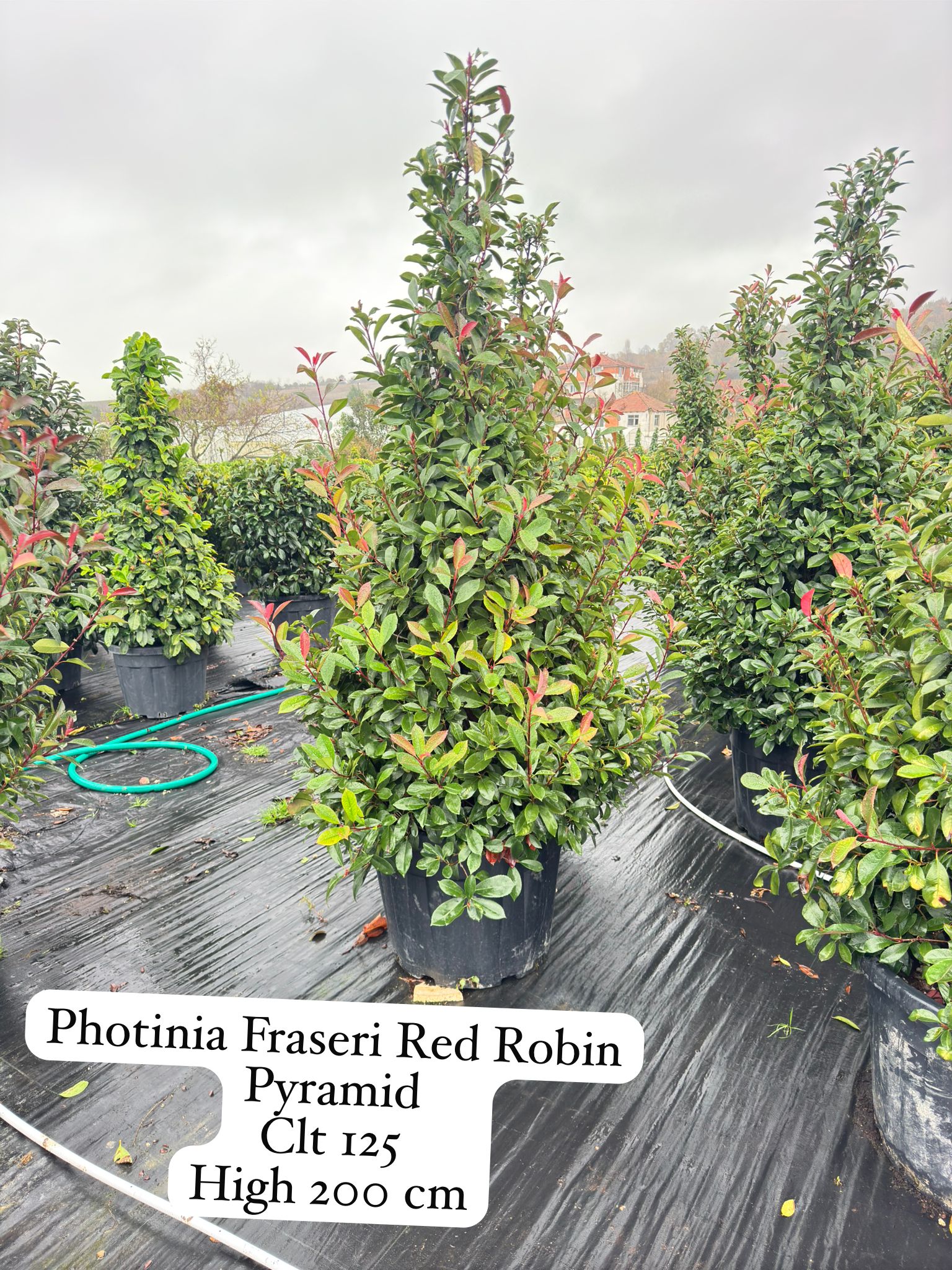 Photinia Fraseri Red Robin Pyramid