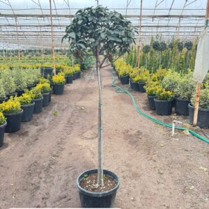 Photinia Fraseri Red Robin Stem