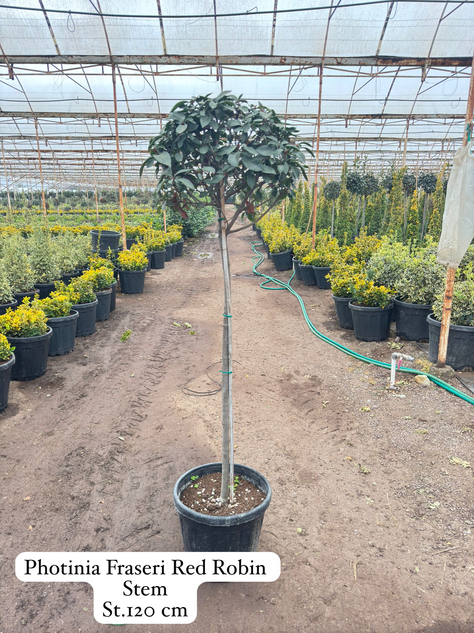 Photinia Fraseri Red Robin Stem