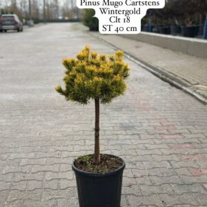 Pinus Mugo Carstens Wintergold