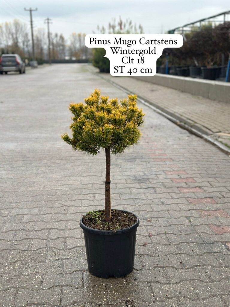 Pinus Mugo Carstens Wintergold