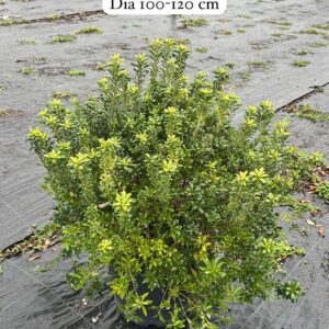 Pittosporum Heterophyllum
