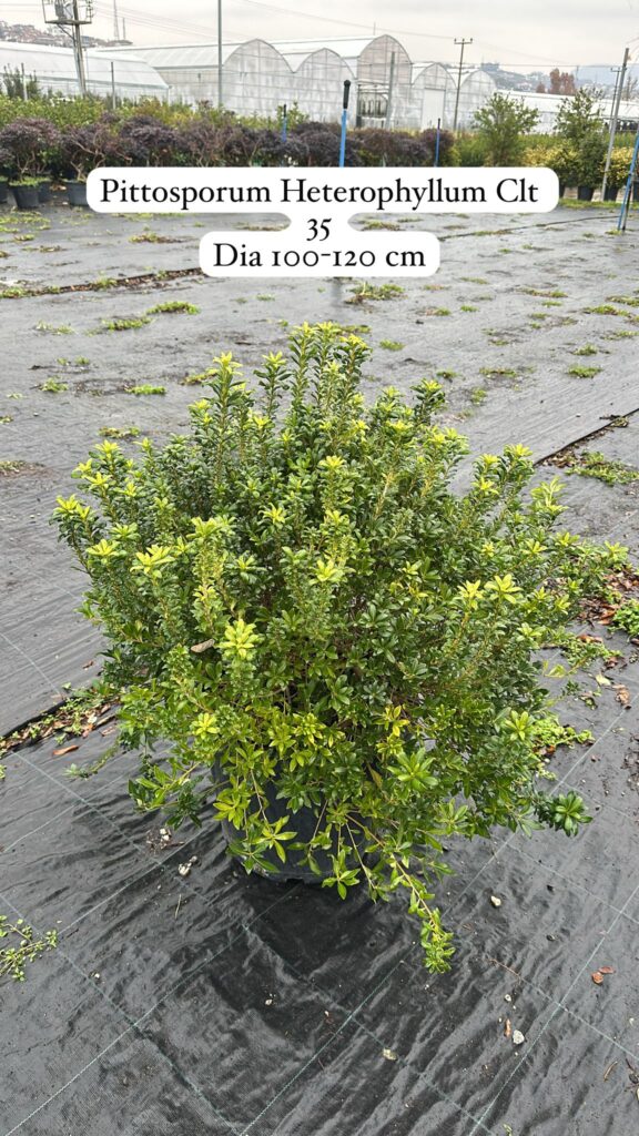 Pittosporum Heterophyllum