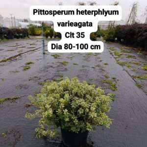 Pittosporum Heterophyllum