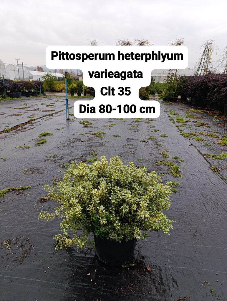 Pittosporum Heterophyllum
