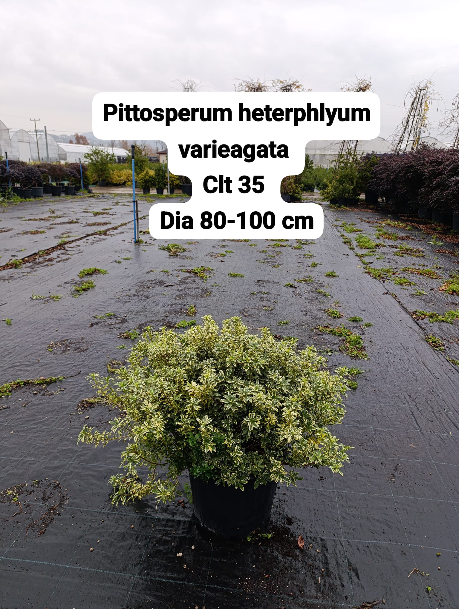 Pittosporum Heterophyllum