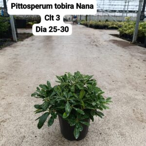 Pittosporum Tobira Nana