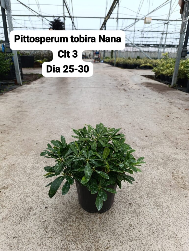 Pittosporum Tobira Nana