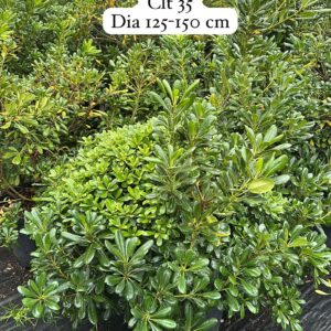 Pittosporum Tobira