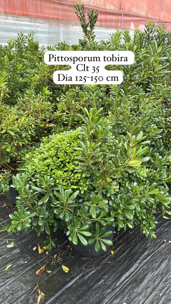Pittosporum Tobira