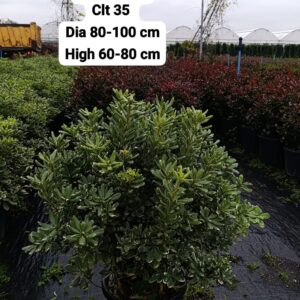 Pittosporum Tobira Variegata