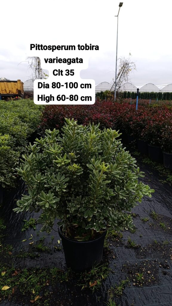 Pittosporum Tobira Variegata