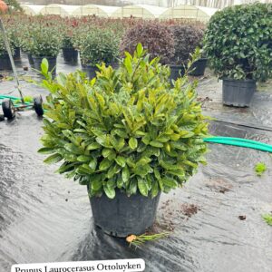 Prunus Laurocerasus Otto Luyken