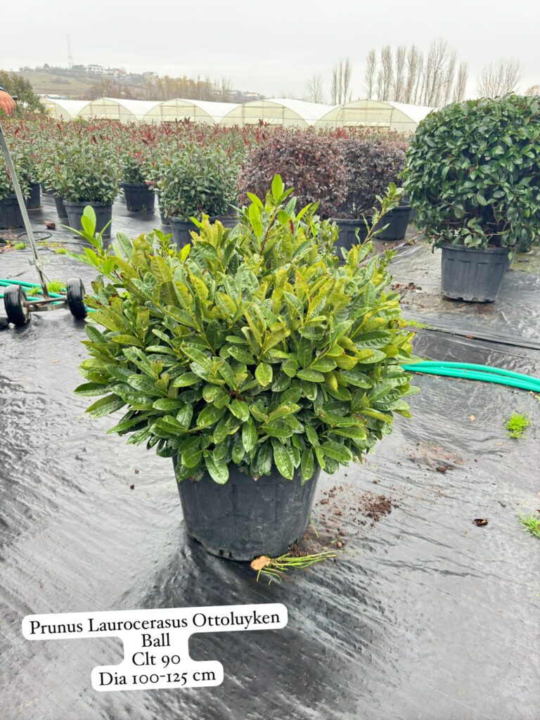 Prunus Laurocerasus Otto Luyken